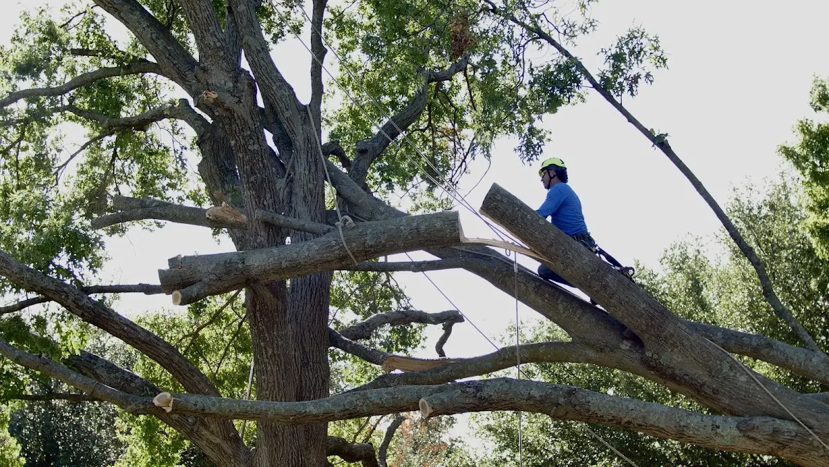 Professional Hazardous Tree Removal performed by certified arborists in Oglala
