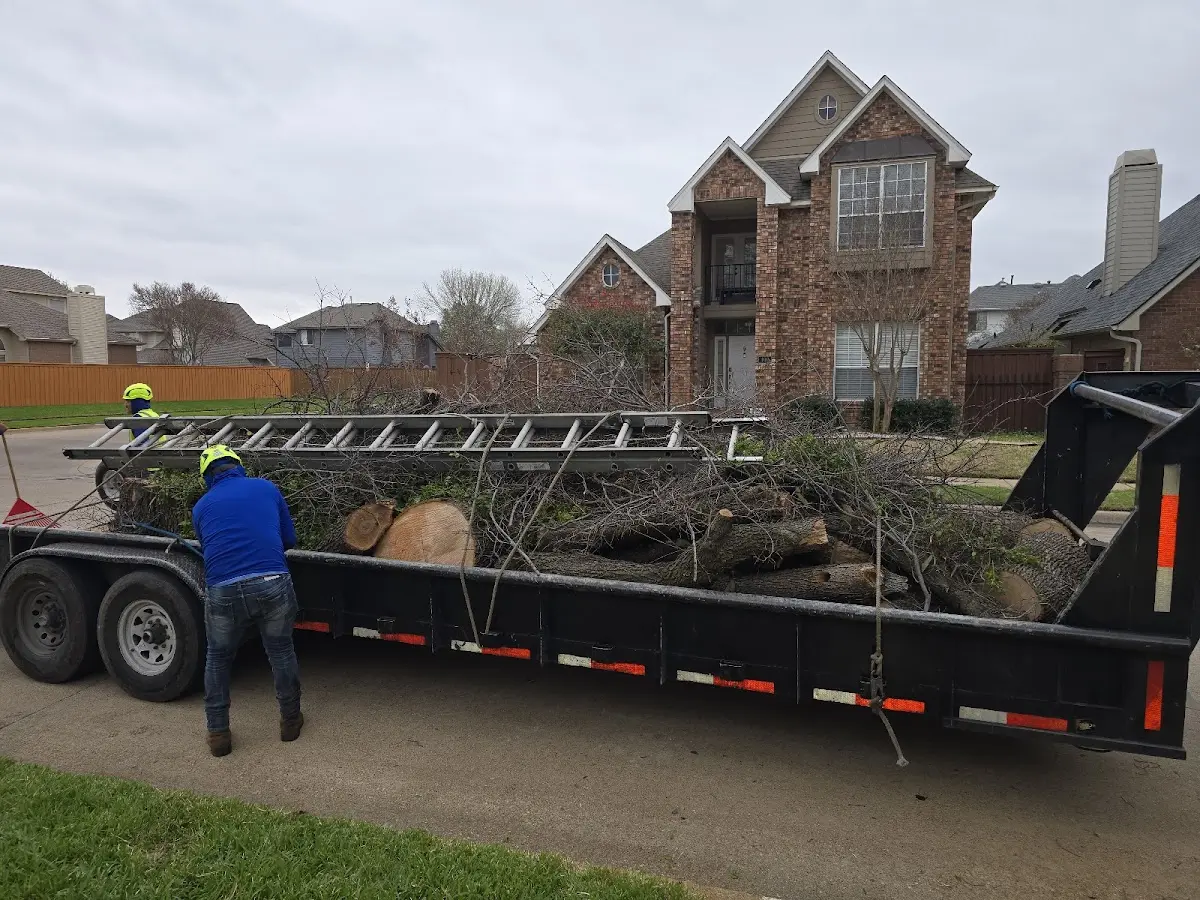 Expert Tree Removal with proper safety equipment in Oglala
